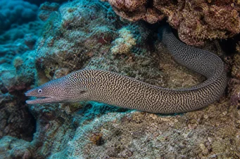 Gymnothorax undulatus Bølget vegg