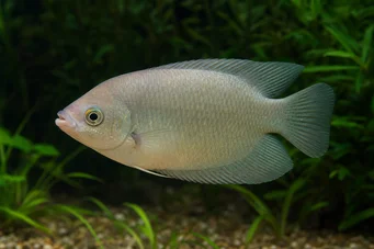 Helostoma temmincki Kyssing - Gourami Turbership