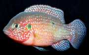 Hemichromis lifalili Rød Acara