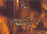 Hemigrammopetersius caud... Kongo tetra med gult