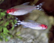 Hemigrammus bleheri Rød munn tetra