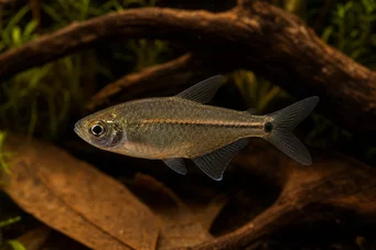 Hemigrammus hyanuary