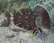 Hemipteronotus taeniouru... Maskert labre