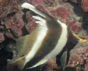 Heniochus varius Hunchbacked frontfisk