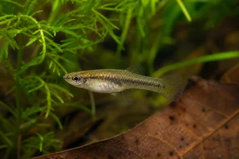 Heterandria formosa Myggfisk