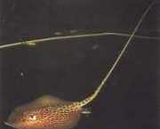 Himantura oxyrhynchus Indo-australske flekkete...