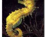 Hippocampus guttulatus Middelhavet hippocampus