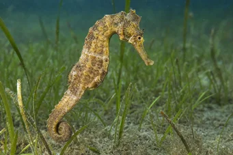 Hippocampus guttulatus (Middelhavet hippocampus)