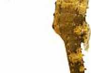 Hippocampus kuda Forgylt hippocampus