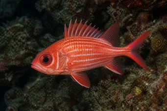 Holocentrus diadema (Tørket soldat)