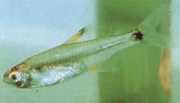 Holoshestes pequira Oransje flekk tetra