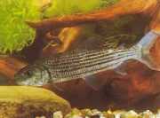 Hydrocynus goliath Tetra-Loup, afrikansk tigerfisk