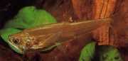 Hydrolycus scomberoides Tetra-Loup, Characin-Tigre