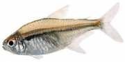 Hyphessobrycon heterorhabdus Belgisk flagg