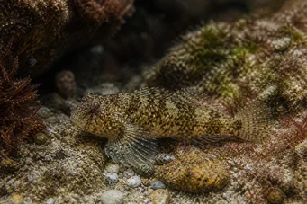 Lepadogaster candollei stang