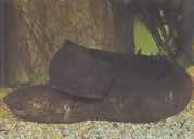 Lepidosiren paradoxa Sør -Amerika Lepidosir�...