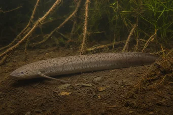 Lepidosiren paradoxa Sør -Amerika Lepidosirène
