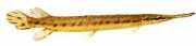 Lepisosteus osseus Crocodile Pike