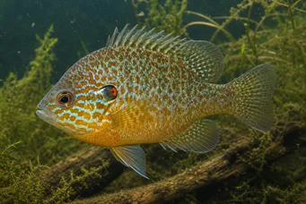 Lepomis gibbosus (Solstang eller regnbuestang)