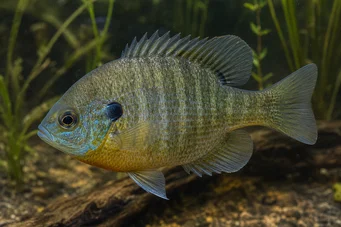 Lepomis macrochirus