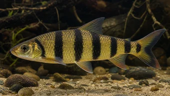 Leporinus fasciatus fasciatus (Leporinus med svarte band)