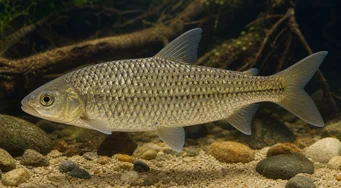 Leporinus megalepis (Leporinus med flotte skalaer)