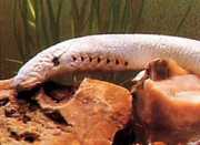 Lethenteron japonicum Arktisk lamprey, japansk...