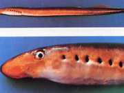 Lethenteron zanandreai Lombardy lamprey, ciriol...