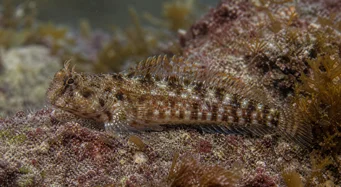 Lipophrys pholis Vanlig