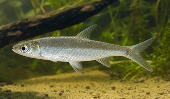 Luciosoma setigerum