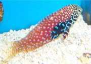 Macropharyngodon bipartitus Vermikulert labre