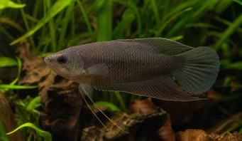 Macropodus concolor Svart makropod
