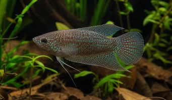 Macropodus cupanus Fiskefisk på brunhale