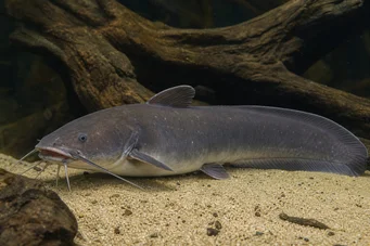 Malapterurus electricus Elektrisk steinbit