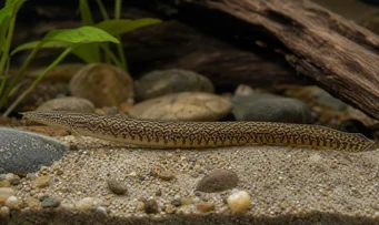 Mastacembelus armatus Gigantisk ryggrad