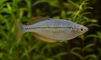 Melanotaenia maccullochi Dverg regnbuefisk