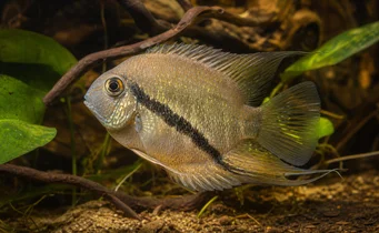 Mesonauta festiva Cichlid Flag
