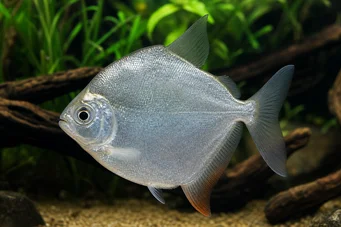 Metynnis hypsauchen Métynnis med store hoder