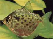 Metynnis maculatus Metynnis punkterte