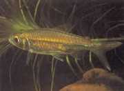 Micralestes elongatus Tapered African Tetra