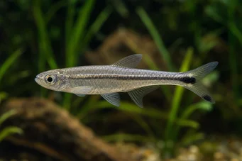 Micralestes elongatus Tapered African Tetra