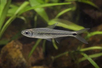 Micralestes occidentalis Vest -afrikansk tetra