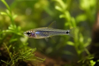 Microrasbora kutobai Grønn neon