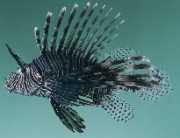 Milles de pterois Skorpionfisk