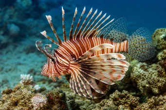 Milles de pterois Skorpionfisk
