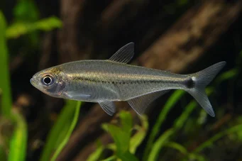 Mimagoniates lateralis Tetra-serve med sperrede sider