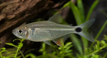 Moenkhausia oligolepis Moenkhausia med røde øyne