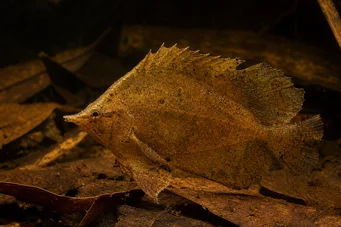 Monocirrhus polyacanthus Brannmann