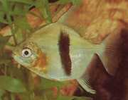 Myleus schomburgkii Schomburgk myleus, svart bar myleus