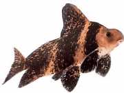 Myxocyprinus asiaticus sinensis Myxocyprinus Asiaicus sinensis